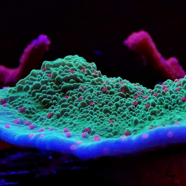 SPS korala Seasons Greetings Montipora